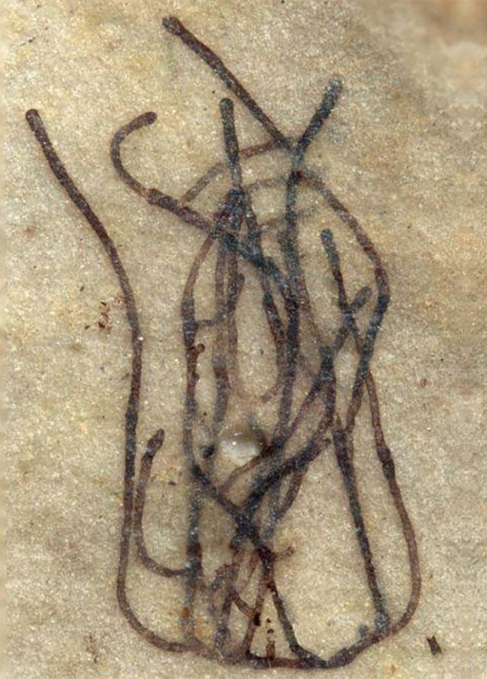 Puede que no parezca gran cosa, pero esta diminuta alga verde de mil millones de años es el ancestro de todas las plantas terrestres de la Tierra