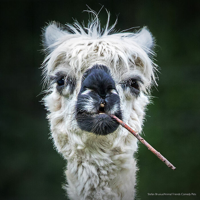 'Alpaca fumadora' por Stefan Brusius