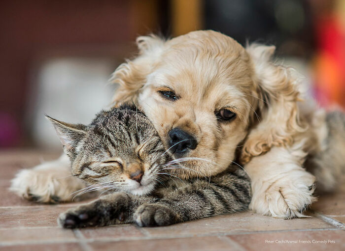 'Almohada' por Peter Cech