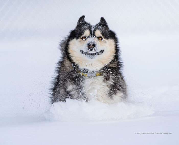 'Corriendo por la nieve' por Marko Jovanovic