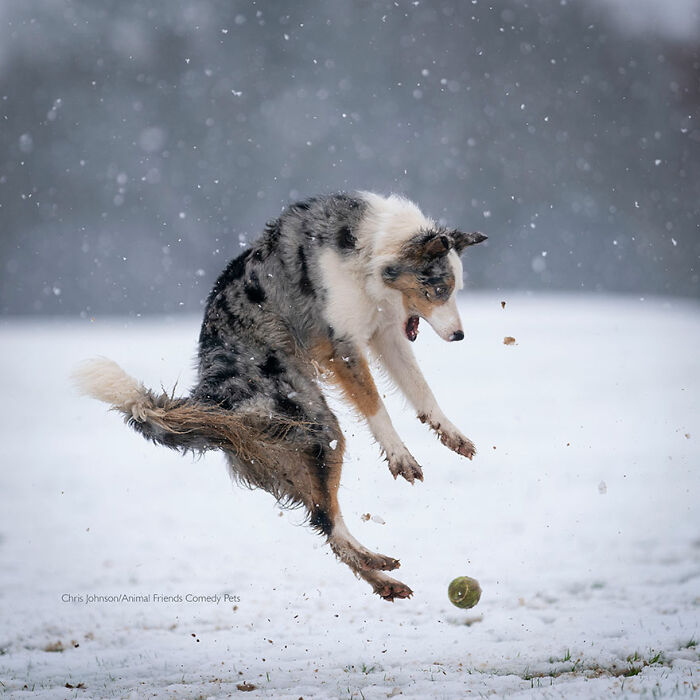 'La venganza de la pelota de tenis' por Christopher Johnson