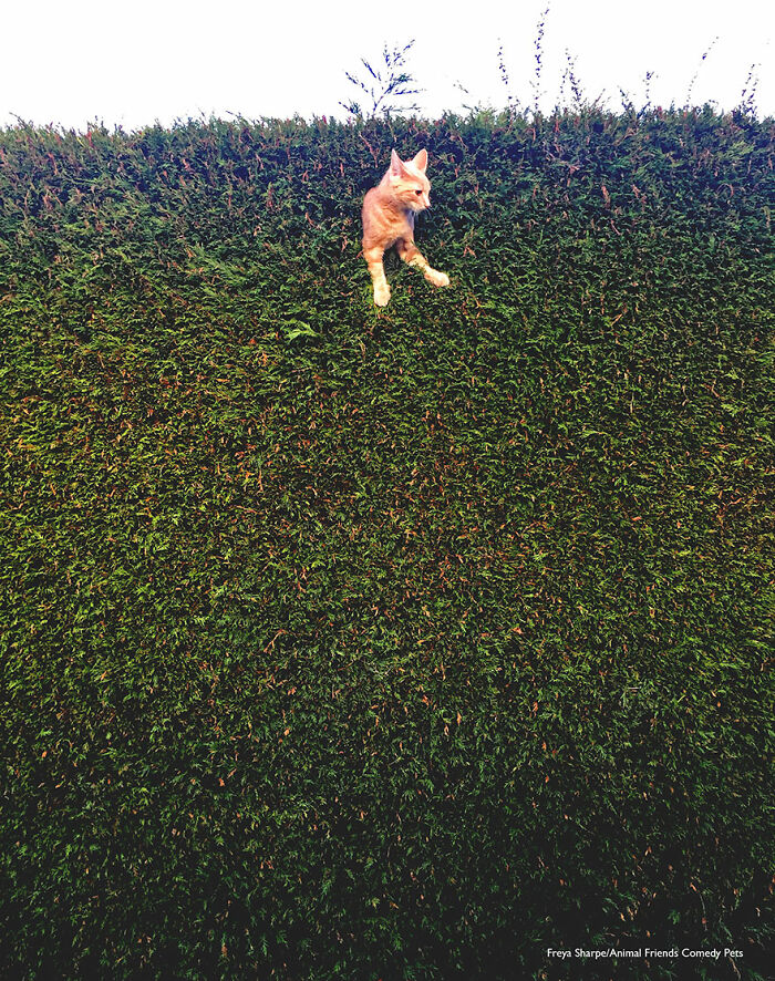 'Jack, el gato atrapado en el seto' por Freya Sharpe