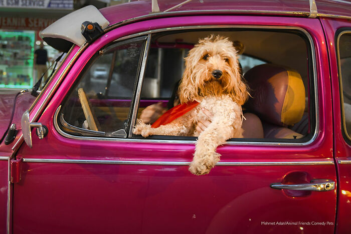 'Perro chófer' por Mehmet Aslan