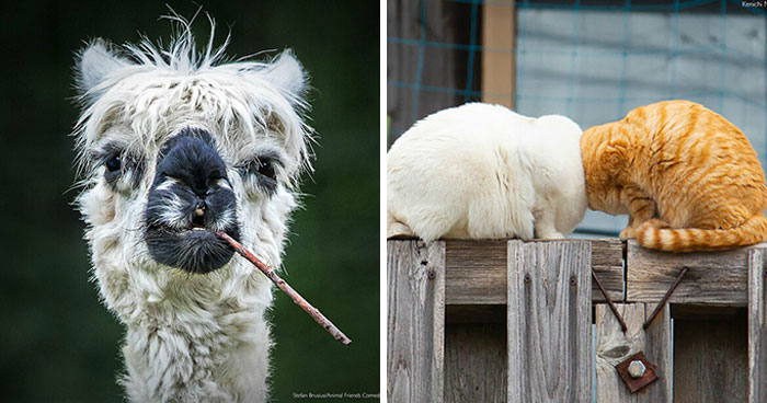 Si tienes un mal día, estos finalistas de los Premios de fotografía Comedy Pet 2022 seguro que lo mejoran (26 fotos)