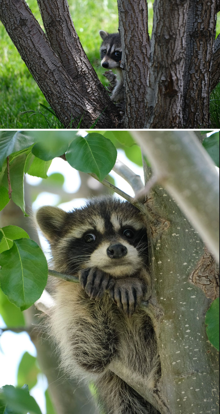 Tengo un visitante en mi árbol