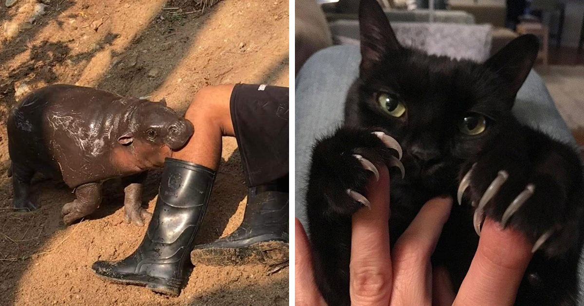 Este grupo de Facebook celebra a esos animales «adorables pero no», que quizá cambien tu opinión al respecto (25 fotos)