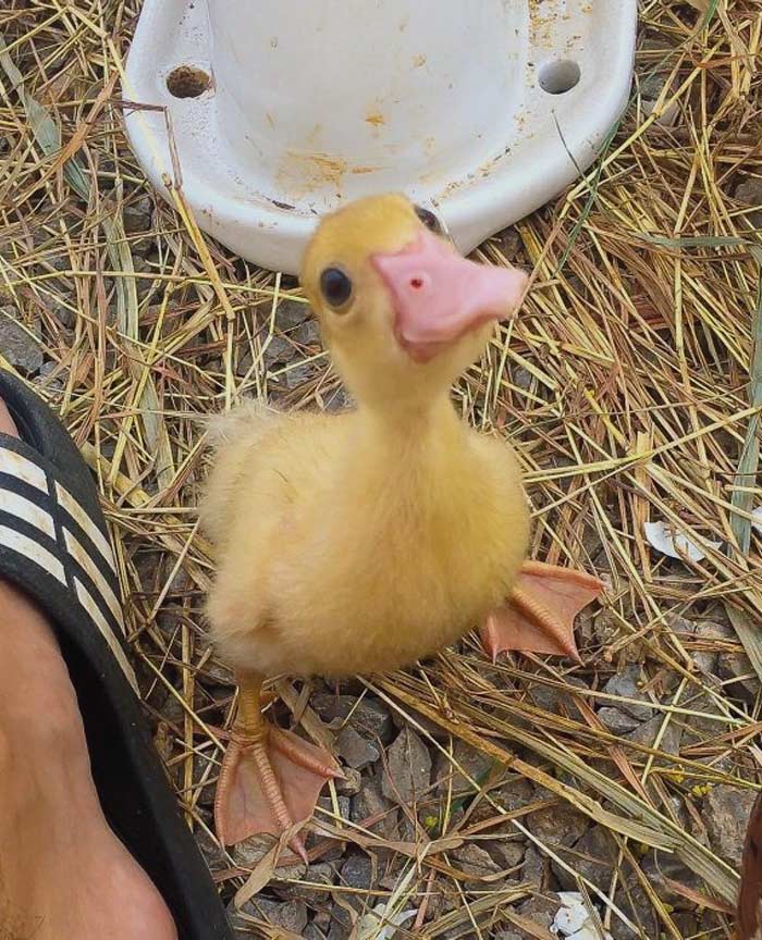 Un amigo para toda la vida