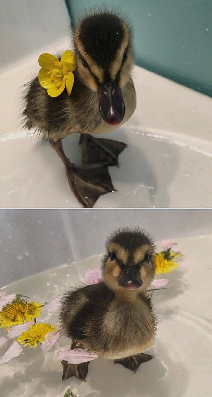 ¡Sí! ¡Día de Spa!