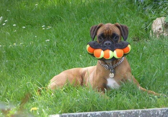 30 Hilariously Goofy Animals To Brighten Up Your Day (New Pics)