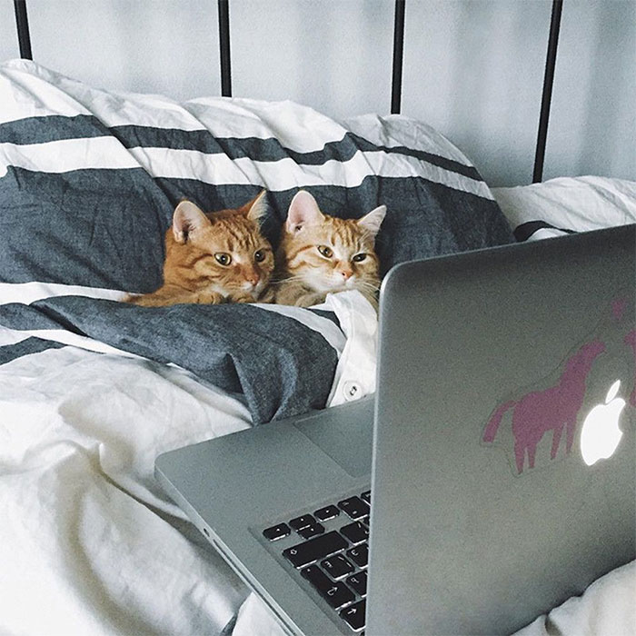 30 Hilariously Goofy Animals To Brighten Up Your Day (New Pics)