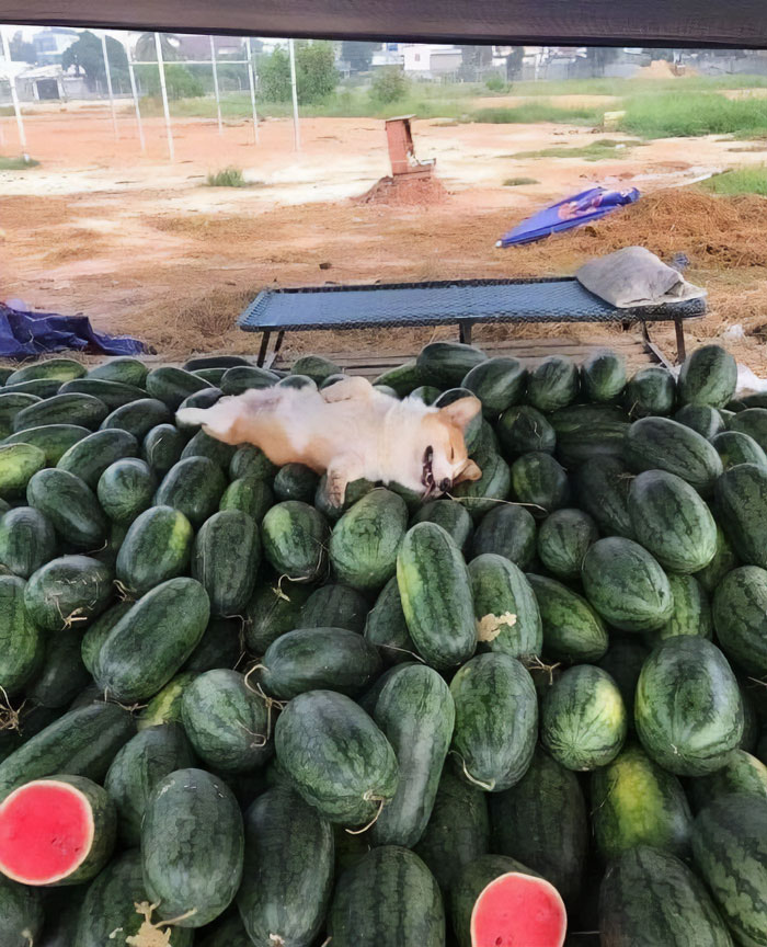 30 Hilariously Goofy Animals To Brighten Up Your Day (New Pics)