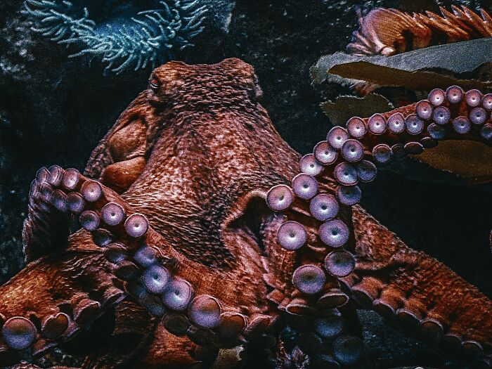 20 Datos espeluznantes sobre el océano que desearías no saber, compartidos en este hilo online