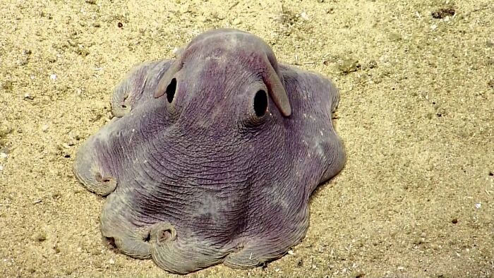 El adorable pulpo Dumbo