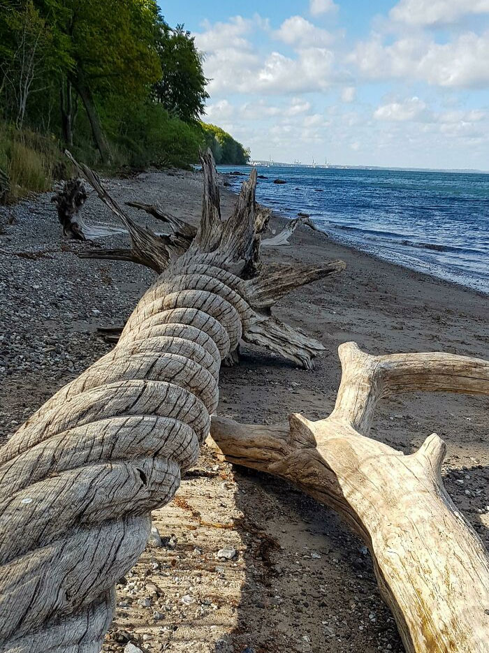 Esta madera retorcida que encontré en la playa