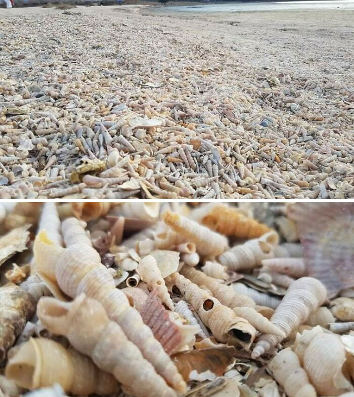 Playa de caracolas en Eslovenia
