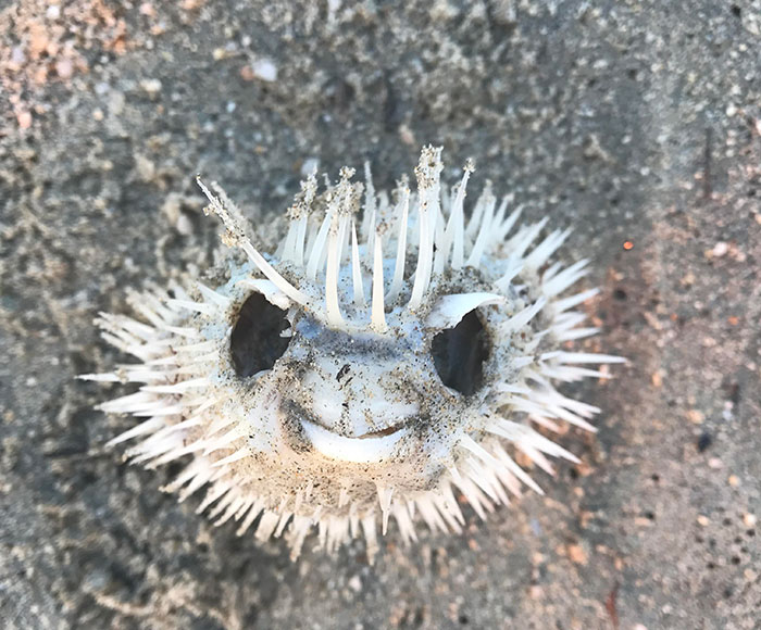 Encontré un esqueleto de pez globo en una playa de México. Creo que es genial