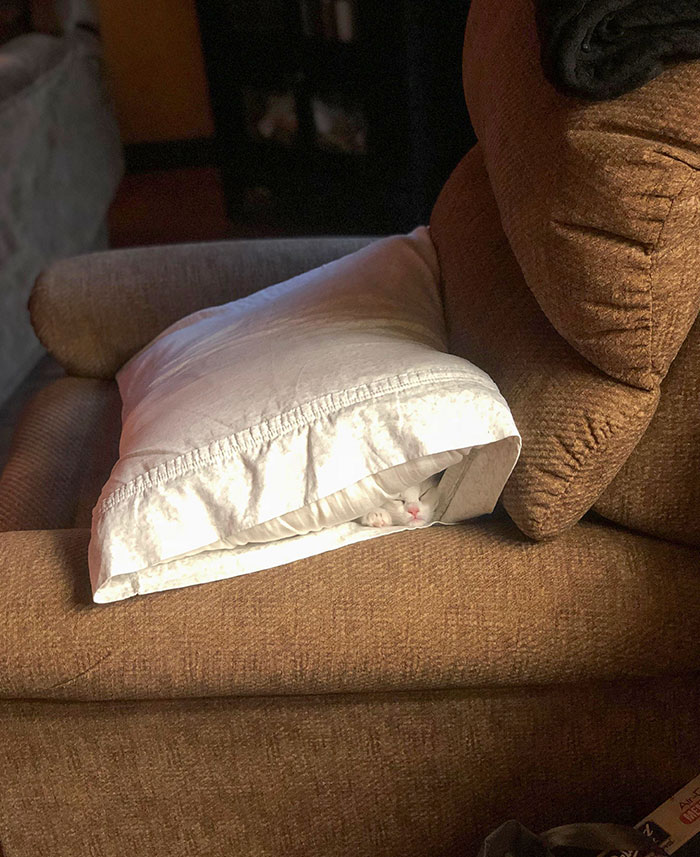 Mi almohada tiene una sorpresa dentro