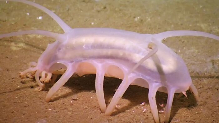 El cerdo de mar, una especie de pepino de mar amistoso