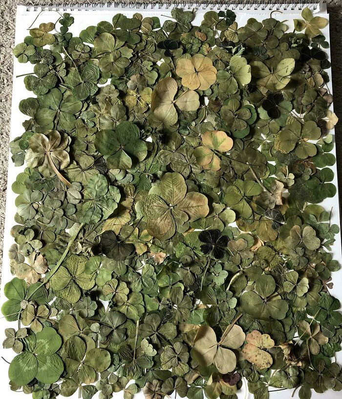 Mi colección de más de 200 tréboles de cuatro hojas
