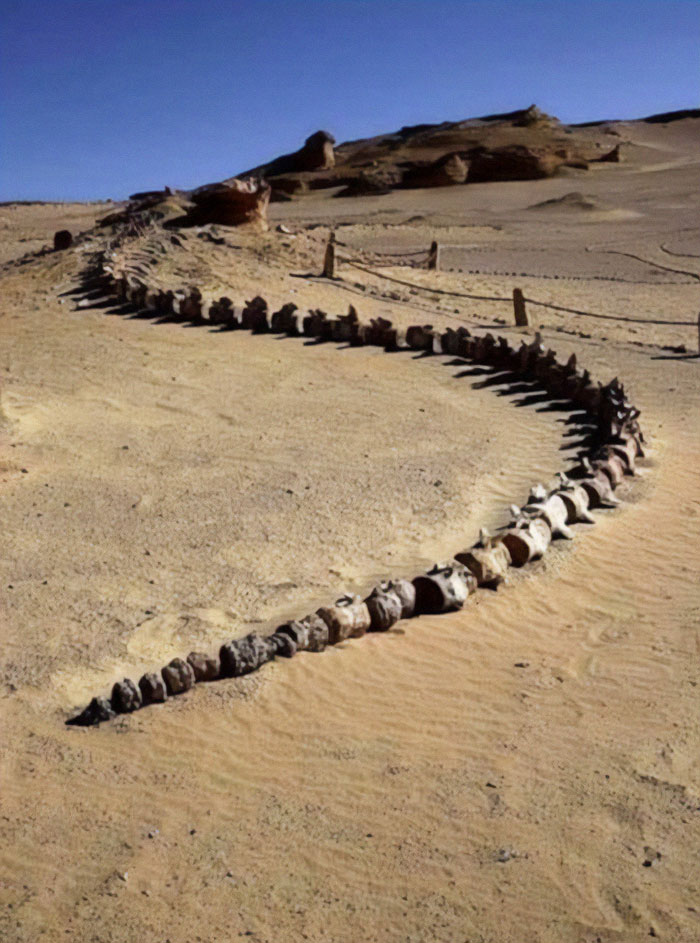 El único fósil intacto del mundo de una ballena primitiva, el basilosaurio, que data de hace unos 40 millones de años, ha sido descubierto durante una excavación en Wadi Al-Hitan (Egipto)