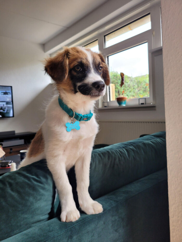 Conoced a Sully, un perro callejero rumano que viajó 22 horas en coche para unirse a nuestra pequeña familia