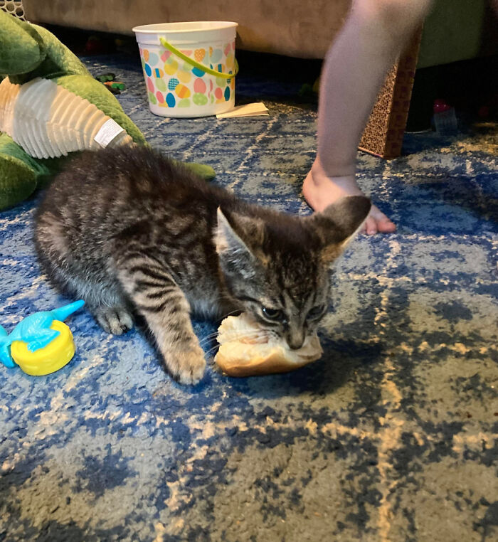 Ayer rescaté a este gatito de una vida cruel como vagabundo, hoy robó descaradamente el almuerzo de mi hijo. He acogido a un criminal