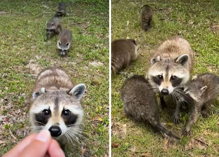 Esta madre mapache lleva a sus 4 hijos a conocer a la señora que le daba de comer
