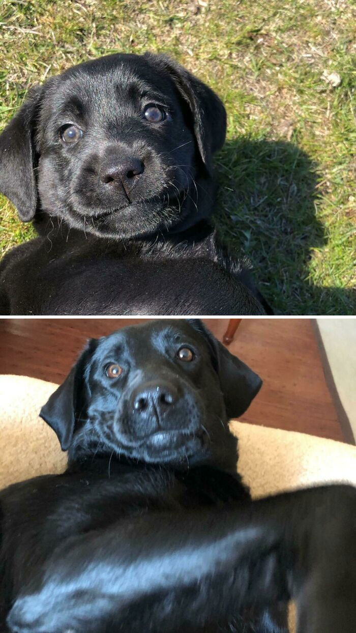 Mi perrete, 2 años de diferencia