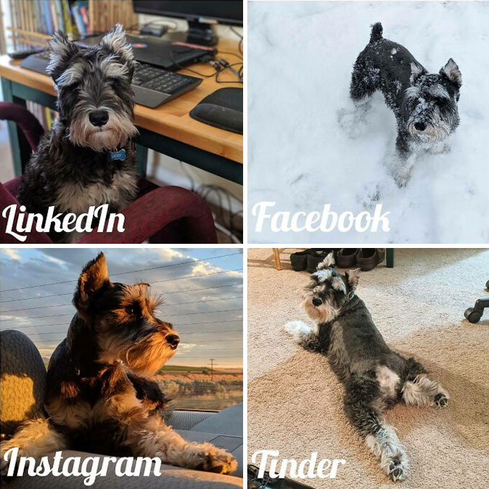 Mi esposa hizo su primer meme con fotos de nuestro perro y estaba muy orgullosa de ello. Su nombre es Lucky