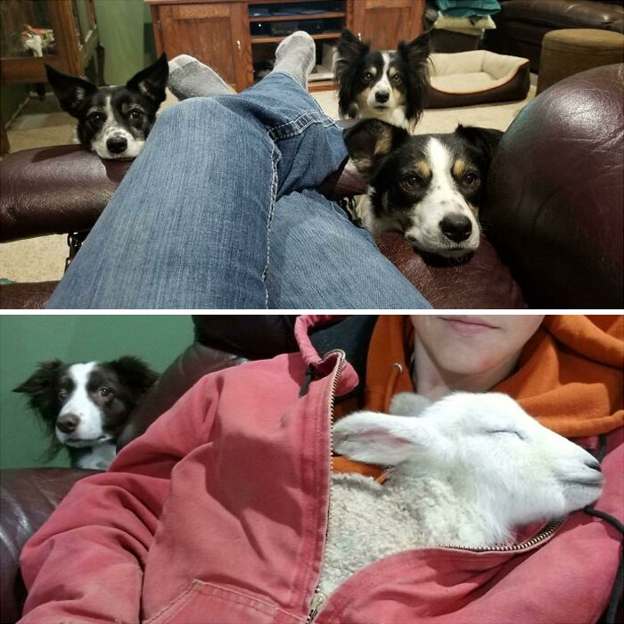 Cuando tienes una casa llena de perros pastores y un cordero frío que necesita calentarse