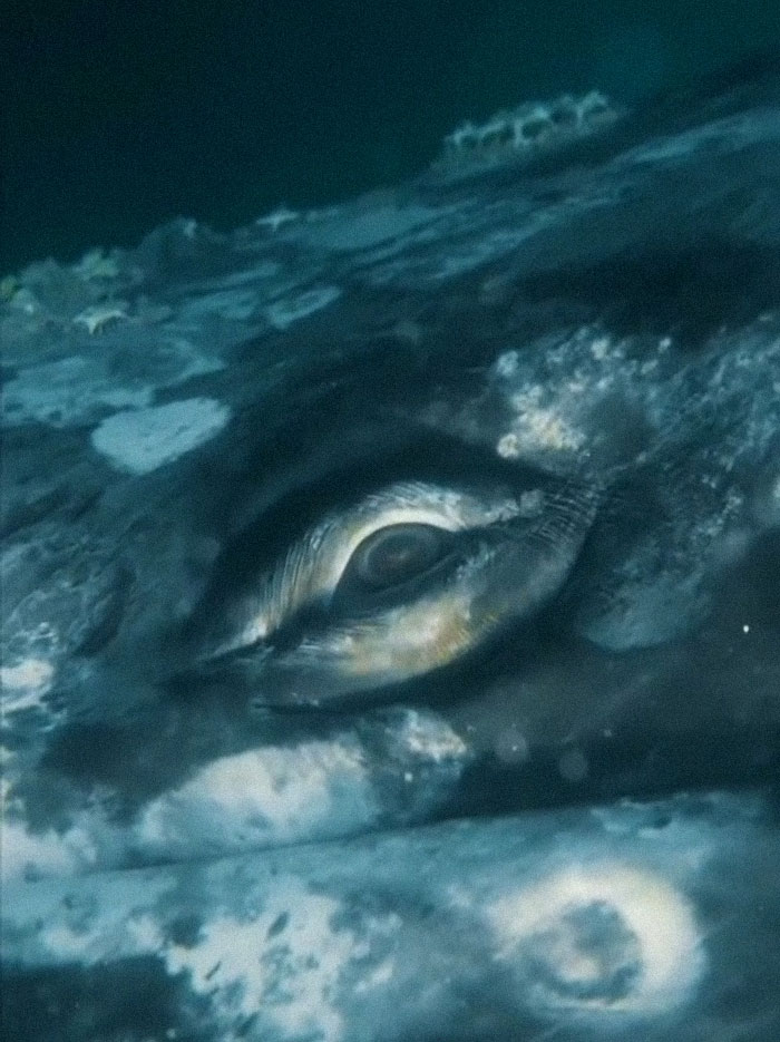 El ojo de una ballena gris