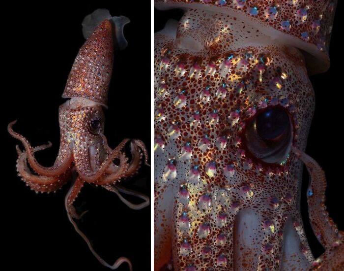 El "calamar fresa" vive en una región del océano conocida como zona mesopelágica o "crepuscular", entre 200 y 1000 metros por debajo de la superficie [foto de Paul Caiger]