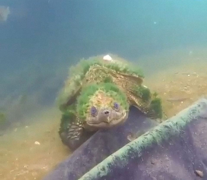 ¡Conozcan a esta tortuga de 90 años!
