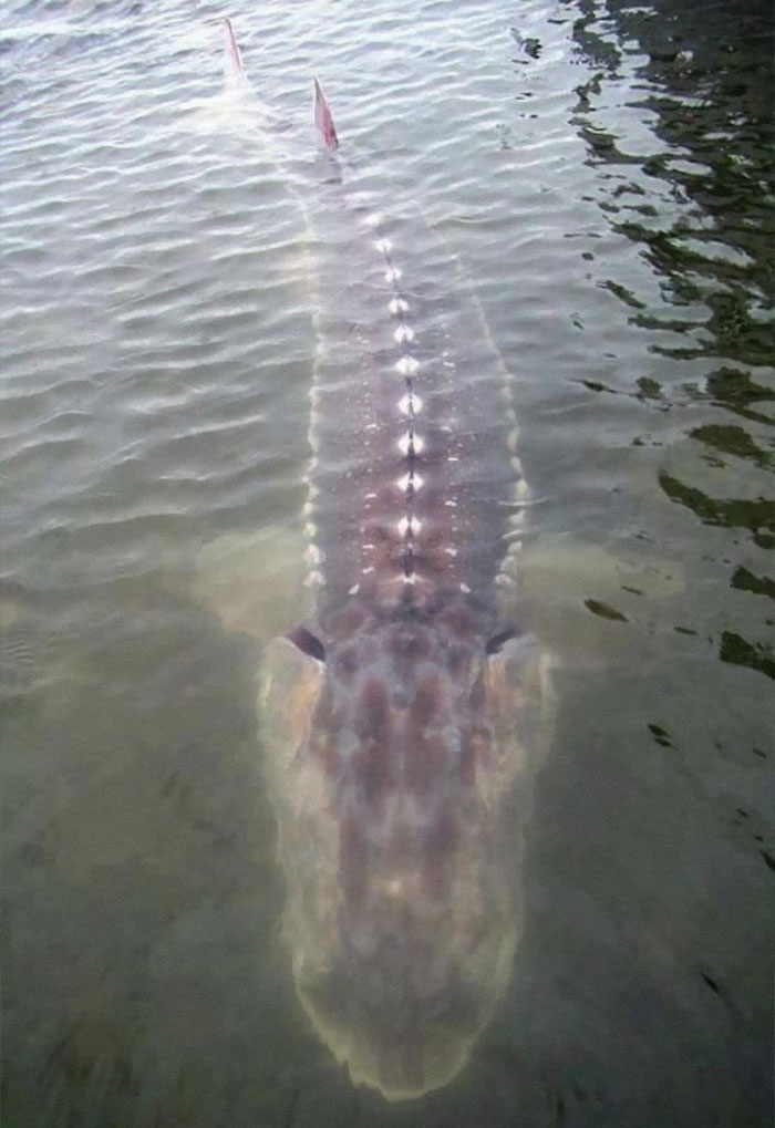Esturión gigante en el río Fraser, Canadá