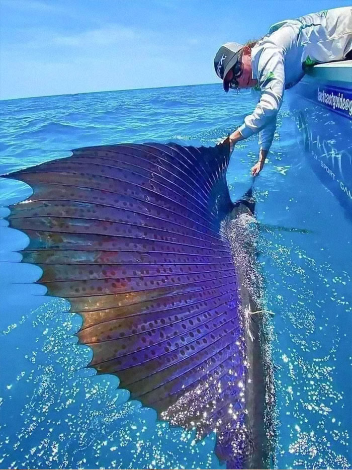 Estamos aquí para apreciar la impresionante majestuosidad y los increíbles aspectos de la naturaleza