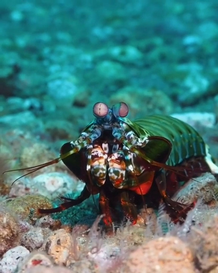 El camarón mantis, que se cree que tiene el sistema visual más complejo jamás descubierto en el reino animal. Los humanos tienen 3 tipos de células fotorreceptoras en sus ojos, mientras que los camarones mantis tienen entre 12 y 16. Pueden ver longitudes de onda de luz y color que los humanos no pueden