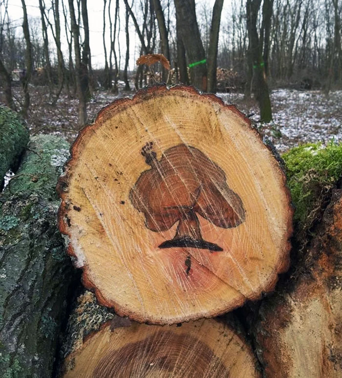 Mi amigo encontró un árbol dentro de un árbol