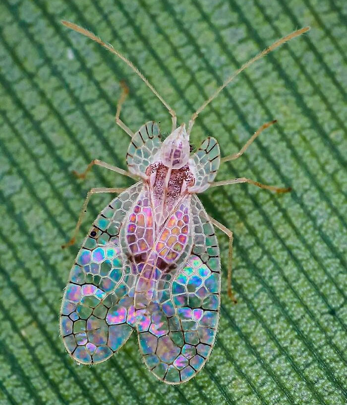 La chinche del encaje (Stephanitis Typicus) parece un vitral