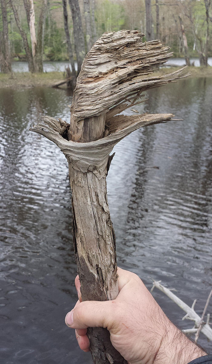 Este palo que encontré parece una antorcha ardiendo, con llama incluida