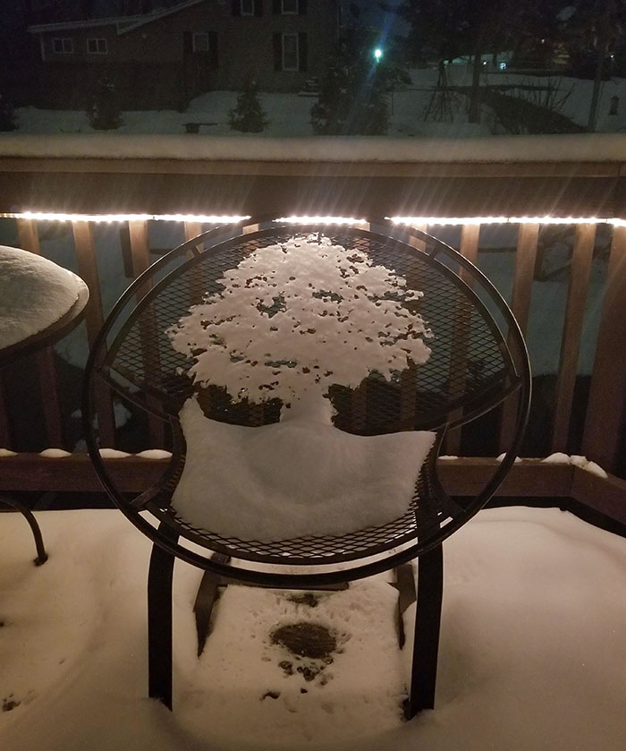 La nieve derretida en esta silla parece un árbol