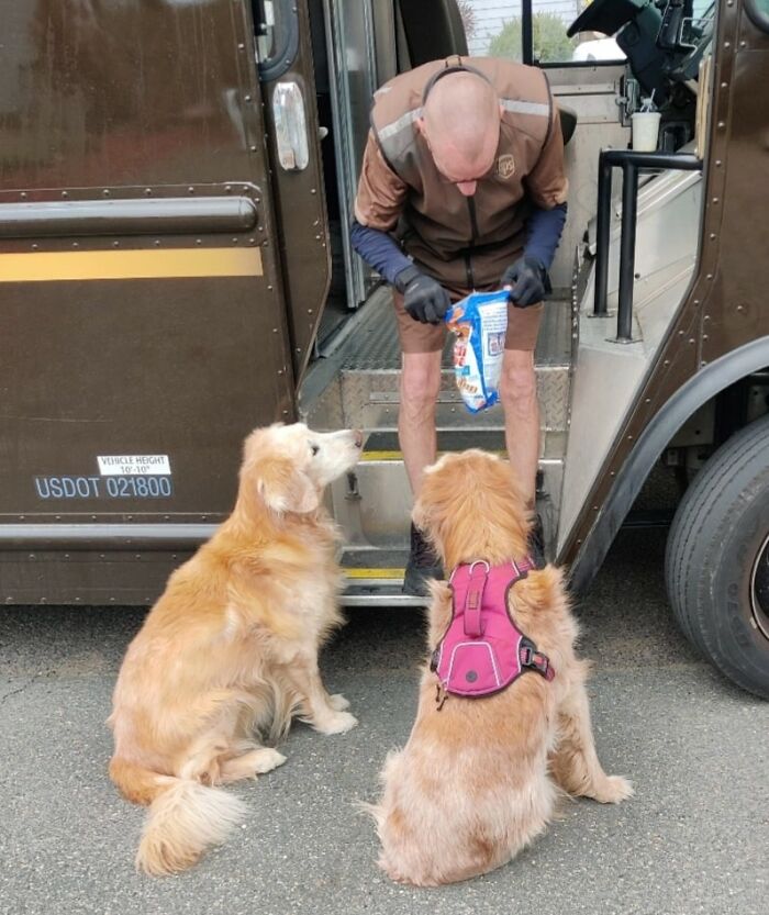 ¡Uno de mis chicos (14 años de edad, compañeros de camada), pero nuestro conductor de UPS se detiene aquí, incluso cuando no tiene un paquete para entregar, y mi perro mueve la cola, y se pone todo feliz! Apenas puede caminar, pero llega al camión