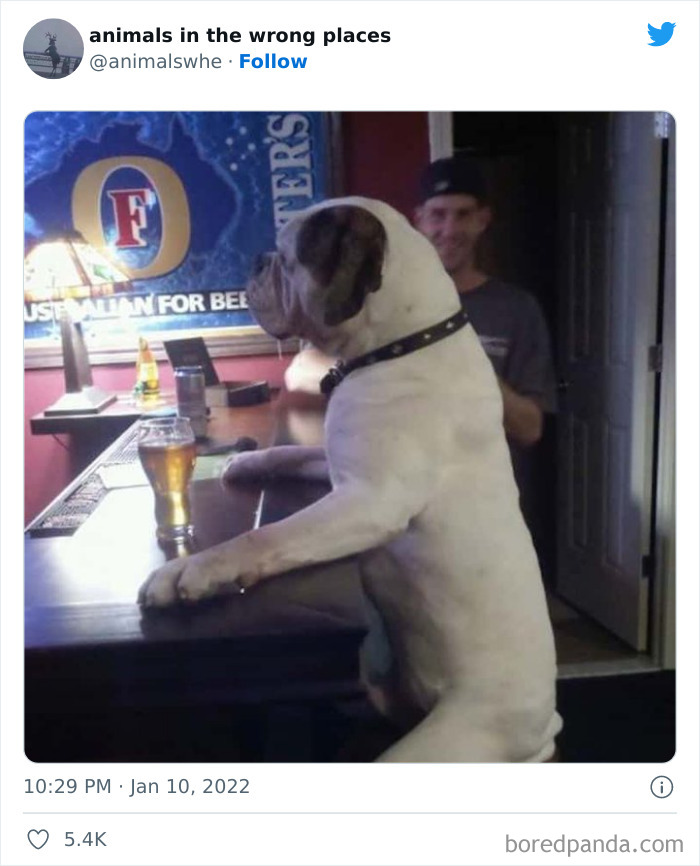 35 Times People Spotted Animals In Places They Shouldn't Have Been And Submitted Pics To This Twitter Account