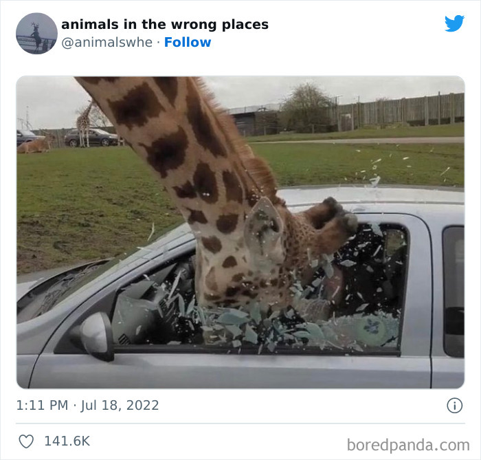 35 Times People Spotted Animals In Places They Shouldn't Have Been And Submitted Pics To This Twitter Account