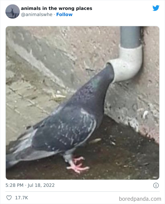 35 Times People Spotted Animals In Places They Shouldn't Have Been And Submitted Pics To This Twitter Account