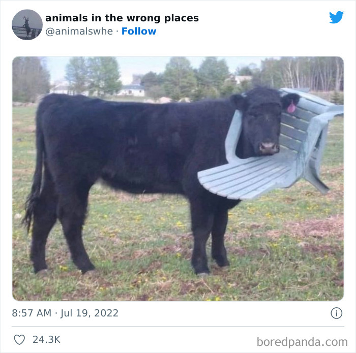 35 Times People Spotted Animals In Places They Shouldn't Have Been And Submitted Pics To This Twitter Account