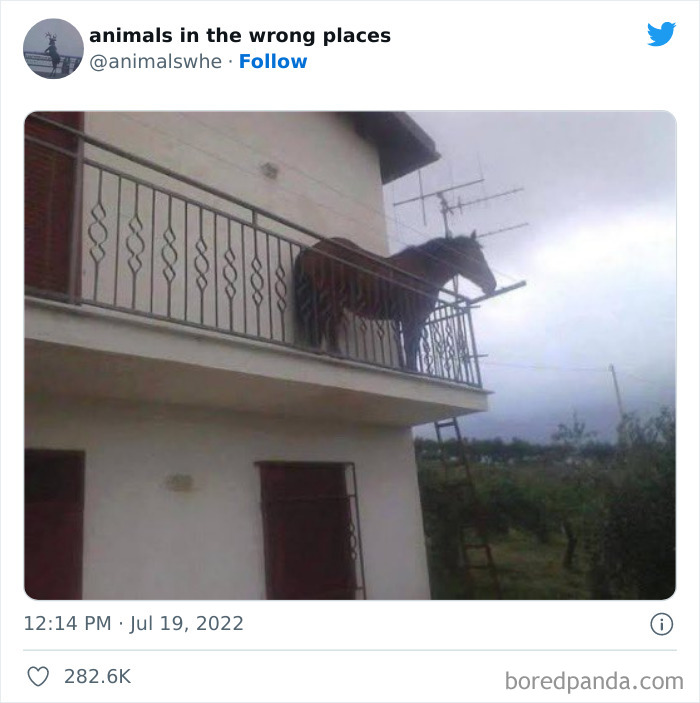 35 Times People Spotted Animals In Places They Shouldn't Have Been And Submitted Pics To This Twitter Account