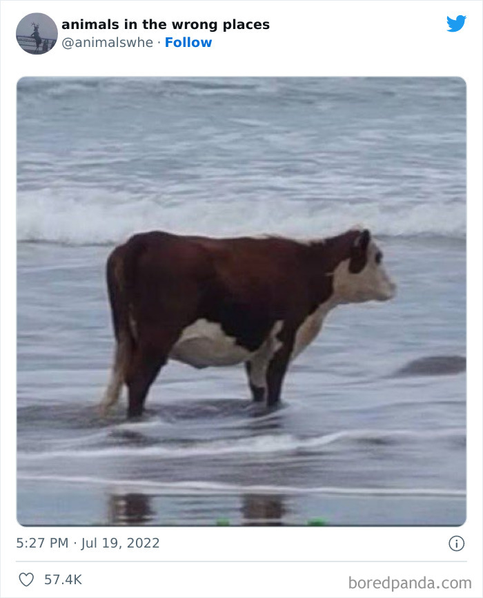 35 Times People Spotted Animals In Places They Shouldn't Have Been And Submitted Pics To This Twitter Account