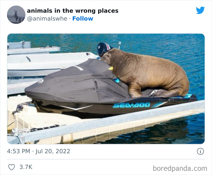 35 Times People Spotted Animals In Places They Shouldn't Have Been And Submitted Pics To This Twitter Account