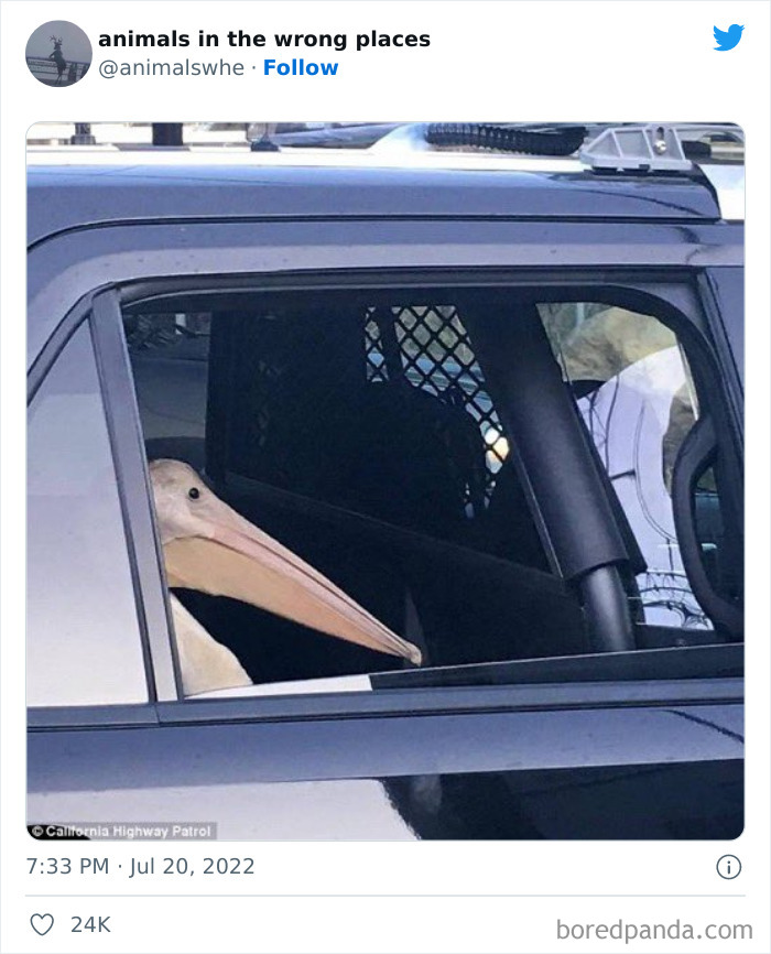 35 Times People Spotted Animals In Places They Shouldn't Have Been And Submitted Pics To This Twitter Account