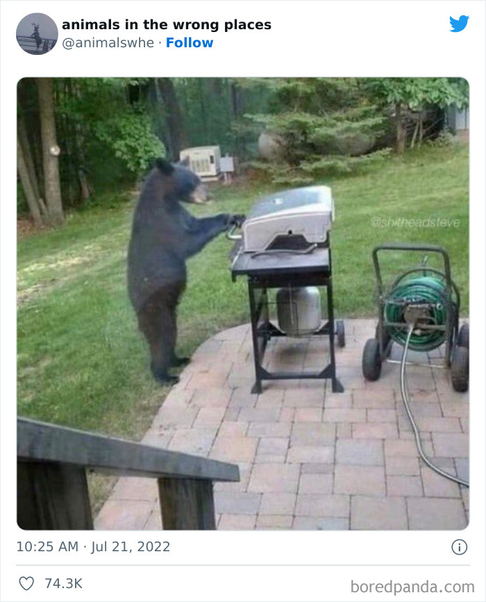 35 Times People Spotted Animals In Places They Shouldn't Have Been And Submitted Pics To This Twitter Account